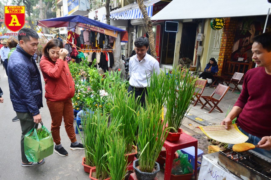 Lúa trổ đòng đắt khách ở chợ hoa Hàng Lược